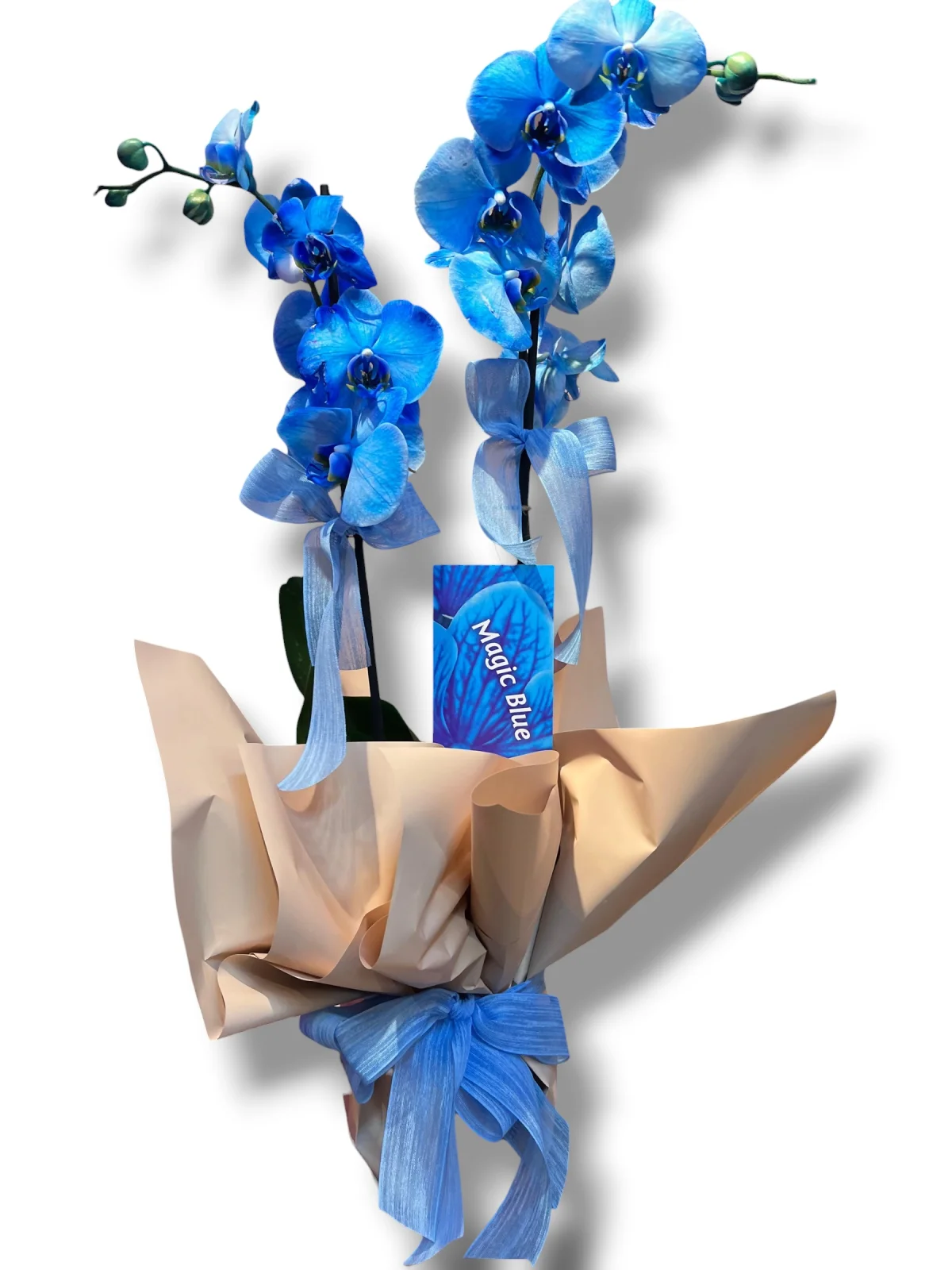 Magic Blue Çift Dallı Mavi Orkide